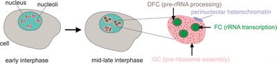 The Role of rDNA Clusters in Global Epigenetic Gene Regulation